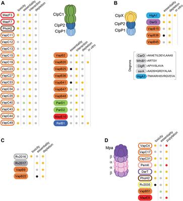 Control of Toxin-Antitoxin Systems by Proteases in Mycobacterium Tuberculosis